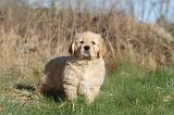 GOLDEN RETRIEVER 015